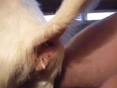 Anal Zoofilia