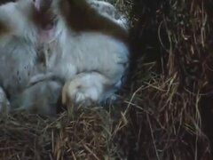 Japanese animal tube