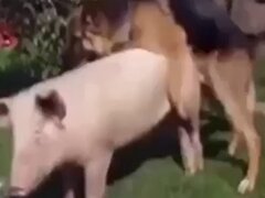 Pig animal sex