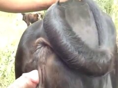 Stallion animal tube