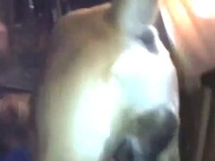 Zoo Animal Sex