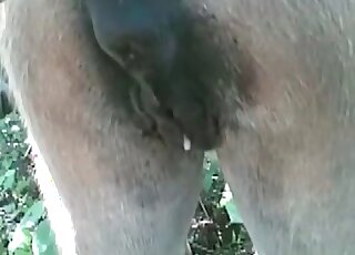Hot outdoors sex scene with an animal that ends with cumshots