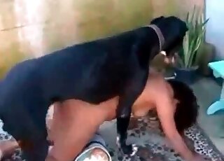 كلب أسود كبير مشغول بممارسة الجنس مع مهبل رطب لعاهرة سوداء