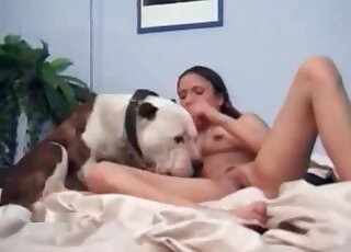 كلب كبير يجعل الفتاة النحيلة تئن من خلال لعق فتحة مهبلها المبللة