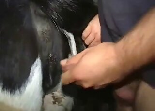 رجل يدخل قضيبه الضخم في مهبل هذا الحيوان ويمارس الجنس معه