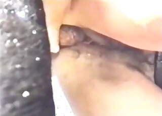 Black horse getting freaky with a zoophile dressed in purple outdoors