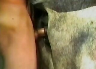 Muscular Latin lover inserting his penis in a loose animal pussy