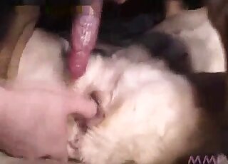 رجل يدخل قضيبه في مهبل كلب جشع ومشعر هنا