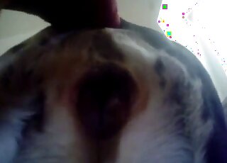 كلب أبيض مثير يستمتع بإدخالات ساخنة في مهبله العصير هنا