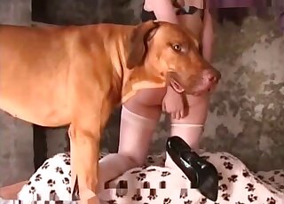 Shaved pussy lady is going to take red animal cock in her pussy