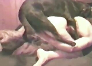 رجل ذو قضيب مشعر يمارس الجنس مع كلب أسود في وضعية التبشير هنا