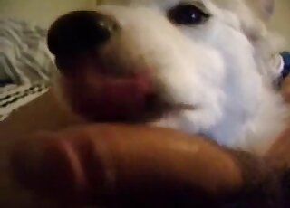 Dude's cock is being licked thoroughly by a nice-looking creature