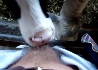 Cow blowjob scene showing a hard zoophile dick sucked in POV