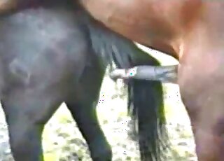 Brown stallion fucking a black mare from behind with passion