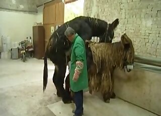Two donkeys fucking each other with horny people watching them