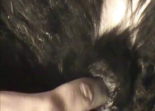 مهبل حصان أسود يتم لمسه بسعادة من قبل حيوان ذو أصابع طويلة