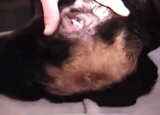 رجل مثير يداعب مهبل هذا الكلب الساخن على الأرض أثناء المداعبة