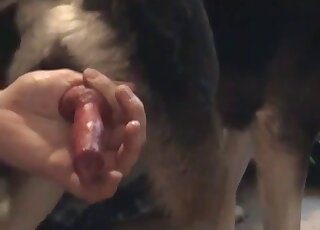 رجل يرتدي ملابس زرقاء يهز قضيب كلب أحمر في مقطع فيديو جنسي ساخن