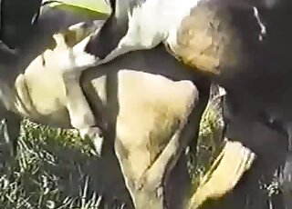 Appealing fucking with a brown stallion that fucks other animals hard