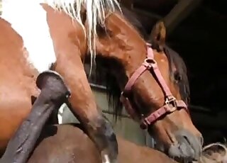 Amazing horse fuck movie with a brown mare that wants real orgasms