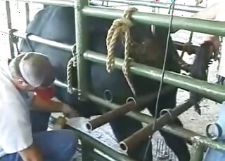 عمل يدوي سريري إلى حد ما لحيوان مزرعة مثير ذو قضيب ضخم