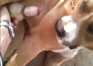 مشهد حيواني لا يصدق يظهر رجلاً يمارس الجنس مع كلب من الخلف