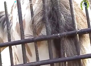 Closeup showcase of a gorgeous horse pussy is featured right here