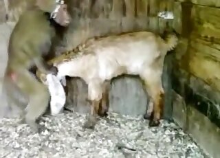 القرد الغابي سوف يمارس الجنس مع هذه الماعز الصغيرة لأنه لا يهتم