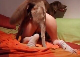 Sexy socks lady gets fucked by a brown dog in a twisted porno vid