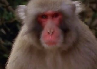 Ape fuck scene featuring monkeys that can fuck just about anywhere