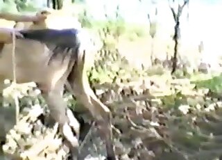 فحل أبيض يمارس الجنس مع فرس مثيرة من الخلف بطريقة عاطفية