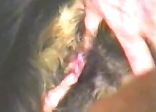 حيوان بني يستمتع بالجنس الفموي قبل أن يمارس هذا الرجل الجنس معه بعمق