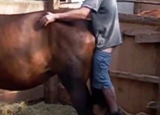 يقوم الرجل بإدخال قضيبه اللحمي في مهبل الحصان الجاهز من الخلف