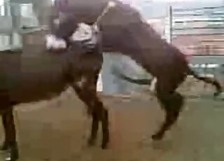 Sweet fucking movie with brown donkeys that want real orgasms