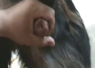 مشهد مذهل من الاستمناء اليدوي يظهر قضيبًا حيوانيًا ساخنًا يتم هزه