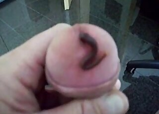 يسمح الرجل لدودة بالانزلاق داخل مجرى البول حتى تتمكن من العيش هناك