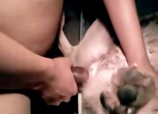 Dude using his penis to happily fuck this animal with legs spread