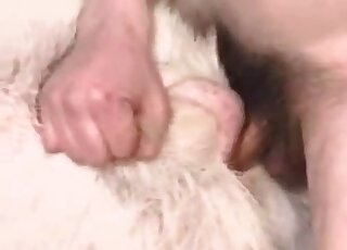 عشاق الحيوانات ذوي العقول الغريبة يستمتعون بجماع الماعز