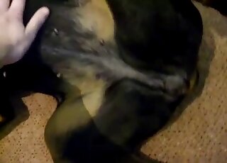 رجل يربت على كلبه المثير قبل ممارسة الجنس معه بشغف حقيقي