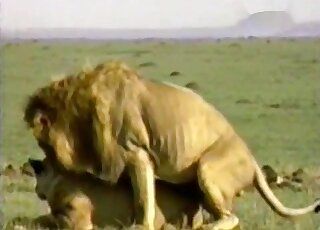 أسد ضد أسد يمارس الجنس في مشهد خارجي مع عظام ساخنة مستلقية