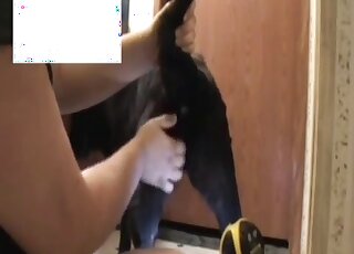 رجل يضع قبضة يده في فتحة شرهة هذا الكلب أثناء المداعبة