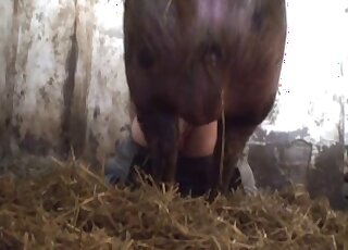 Guy pulls down his pants in order to let this boar bang him hard