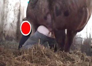 يسحب الرجل سرواله ليسمح لهذا الخنزير بضربه بقوة