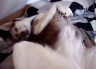 جلسة إصبع من وجهة نظر شخصية تُظهر حيوانًا مثيرًا يريد الوصول إلى النشوة الجنسية