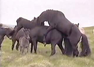 Black horse fucks another black horse form behind in free zoo XXX