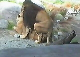 صور إباحية حقيقية لحيوانات مع قطط برية تستمتع بالجنس على طريقة عظام البرونيبون