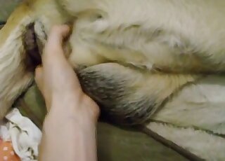 مشهد استمناء يدوي عاطفي مع ذكر كلب فروي يتم مداعبته