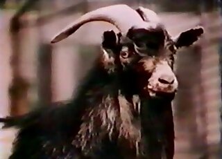 لقاء جنسي في الهواء الطلق يضم عنزة بيضاء تريد ممارسة الجنس