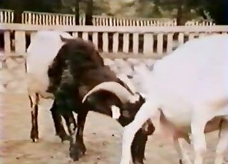 Outdoor fucking encounter featuring a white goat that wants sex