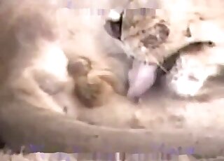 فيلم إباحي عن قرب مع أسد كسول يريد أن يلعق قضيبه